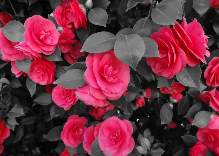 Hotel apartamentowy Residenza Paradiso Di Vacanze Minusio